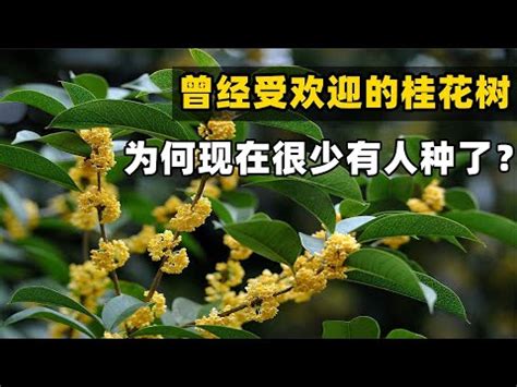 四季桂花風水|【四季桂花風水】一株四季桂花，竟能影響全家運勢？揭開四季桂。